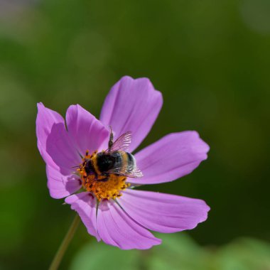 Bahçe, güneşli günde pembe dekoratif çiçek çiçeklenme