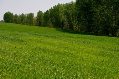 kırsal orman ve yeşil buğday alanında