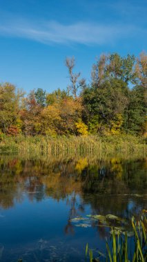 dikey panoramik fotoğraf, nehre sonbahar ağaçlar
