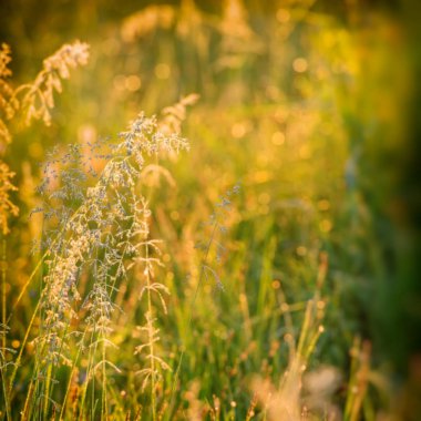 arka plan bulanık, sabah ışık yeşil çayır çimen