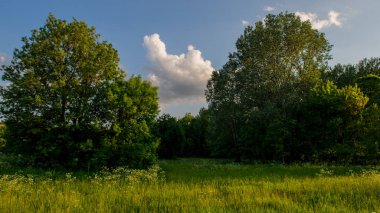 ağaçlar ve bulutlar, bahar sezonu kırsal manzara