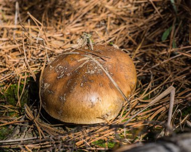 Boletus mantar bir çam ormanı içinde