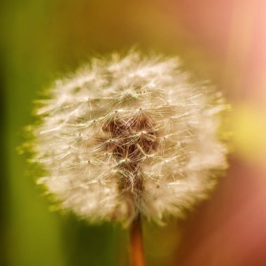 Karahindiba bulanık yeşil arka plan üzerinde