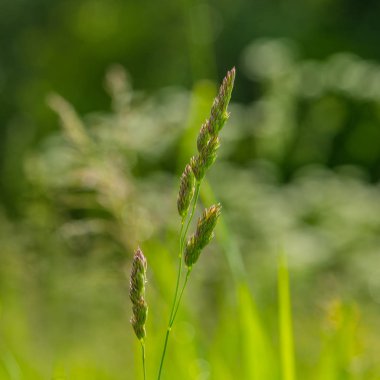 bahar bitki sivri portre üzerinde arka plan bulanık