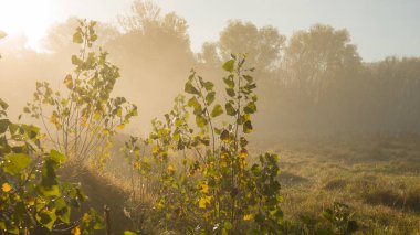 Şehir dışında güneş Sisli sabah sonbahar