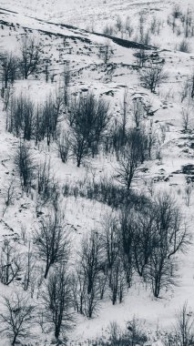 kış manzara ağaçlar ve tepeler, dikey Panoraması