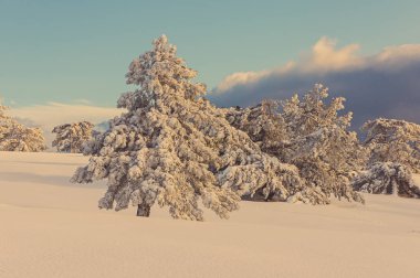 dağlarda kar ile kaplı çam ağaçları