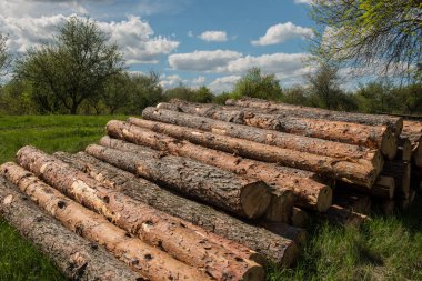 işleme bir manzara içinde mayo çam ağaçları
