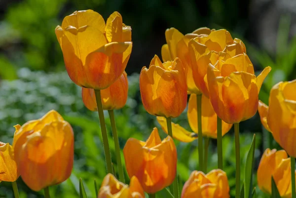 Blühende Blumen Der Gelben Tulpe Auf Verschwommenem Hintergrund — Stockfoto