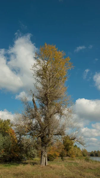 Pionowe Zdjęcie Panoramiczne Stare Drzewo Brzegu Rzeki — Zdjęcie stockowe