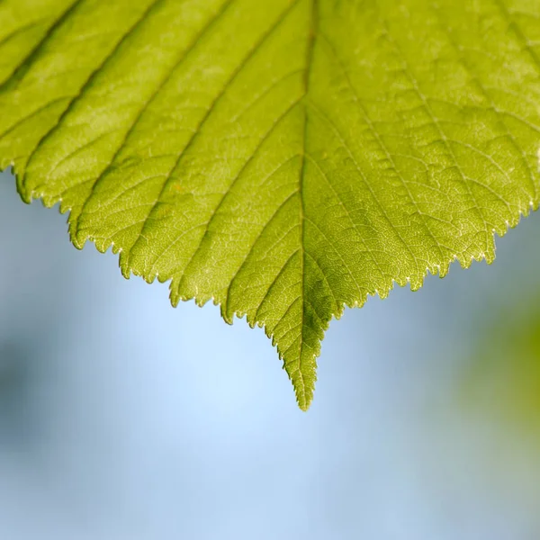 Bulanık Arka Plan Üzerinde Yeşil Yaprak — Stok fotoğraf