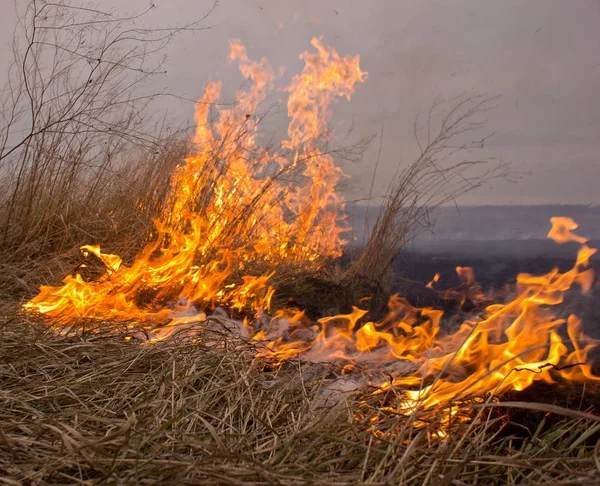 Feuer Der Herbststeppe Verbrennt Trockenes Gras — Stockfoto