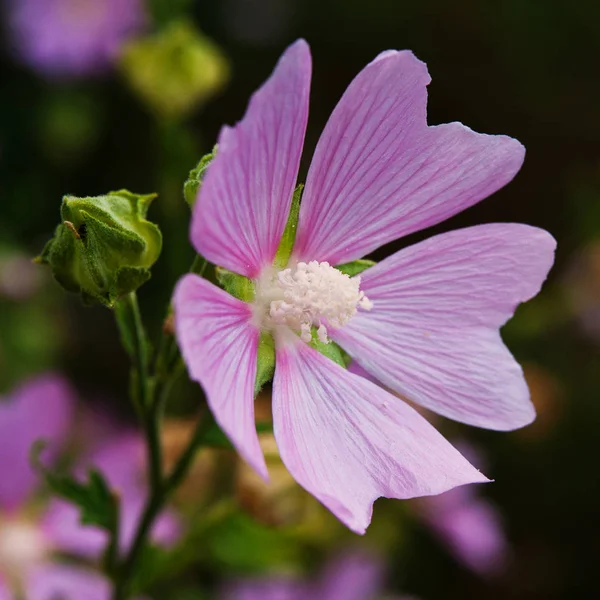 Roze Mallow Bloem Het Veld — Stockfoto