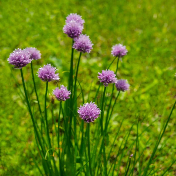 Fioletowe Kwiaty Tle Zielonej Trawy Ogrodzie — Zdjęcie stockowe