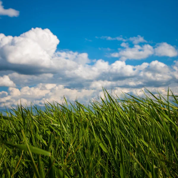 Зеленые Травы Небо Облака Весенний День — стоковое фото
