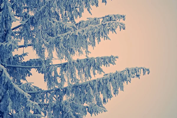 Spruce Trädgrenar Snön Bakgrund Vinterparken — Stockfoto