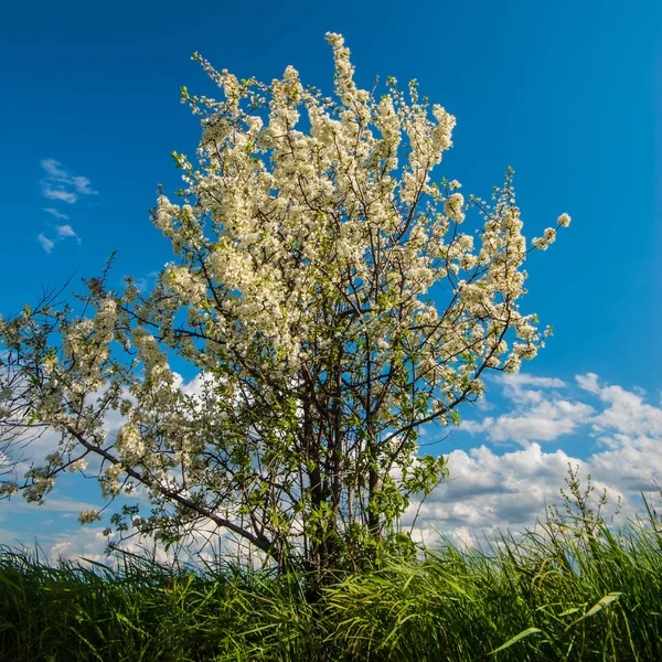 Kvetoucí Strom Stepi Jarní Den — Stock fotografie