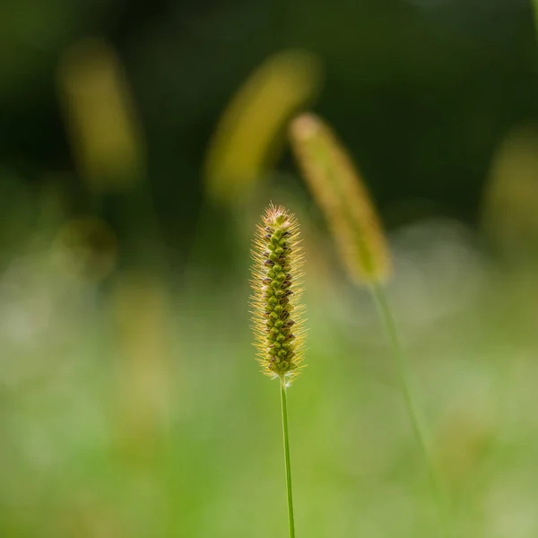 Ähre Von Maispflanzen Auf Verschwommenem Hintergrund Sonniger Tag — Stockfoto