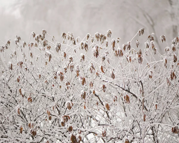 Ramas Plantas Nieve Sobre Fondo Árboles Parque Invierno — Foto de Stock