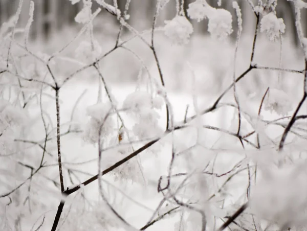 在雪地里的植物分枝 模糊的背景 — 图库照片