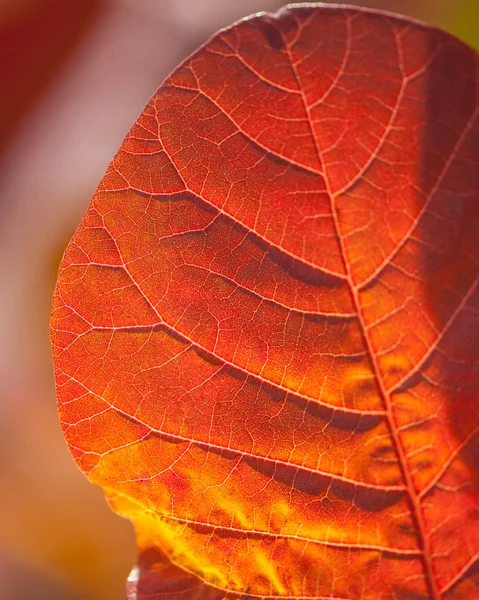 Поверхность Осенних Листьев Куст Красный — стоковое фото