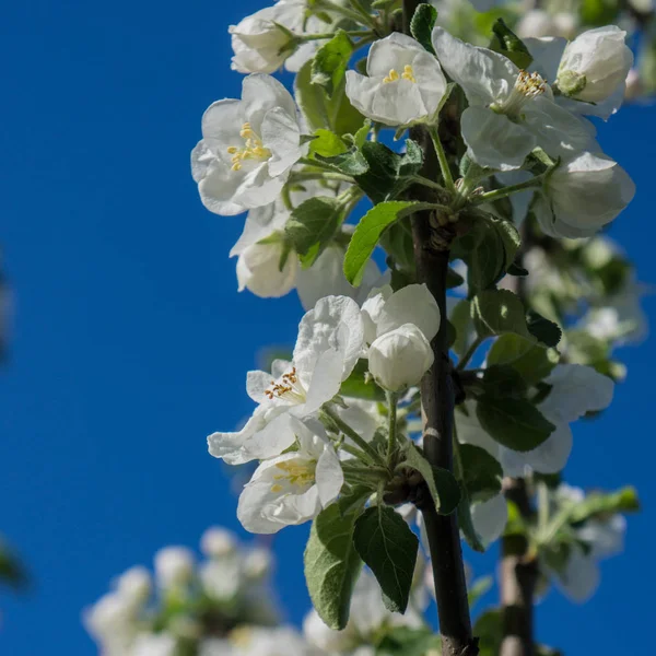 Flowers Blooming Fruit Tree Apple — Stock Photo, Image