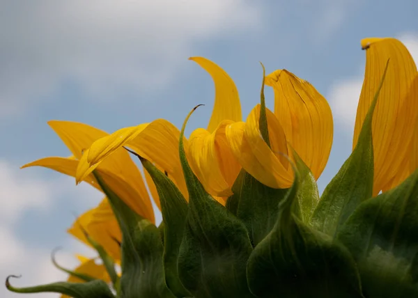 Fleurs Tournesols Fleurissant Dans Champ Contre Ciel Ukraine — Photo