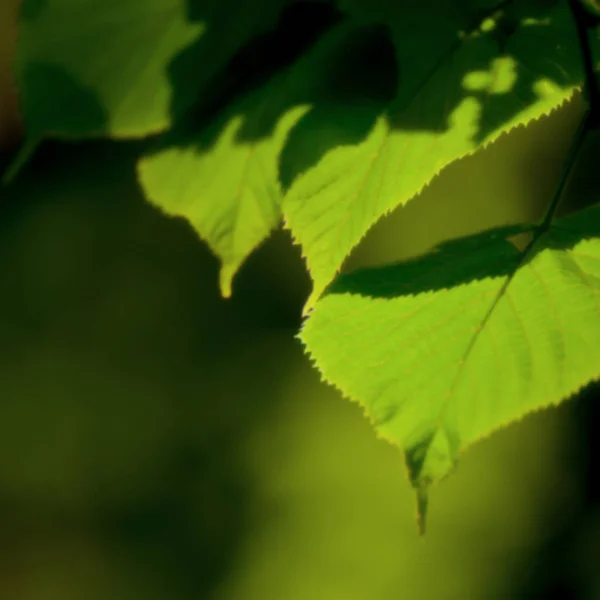 Berk Takken Met Groene Bladeren Onscherpe Achtergrond — Stockfoto