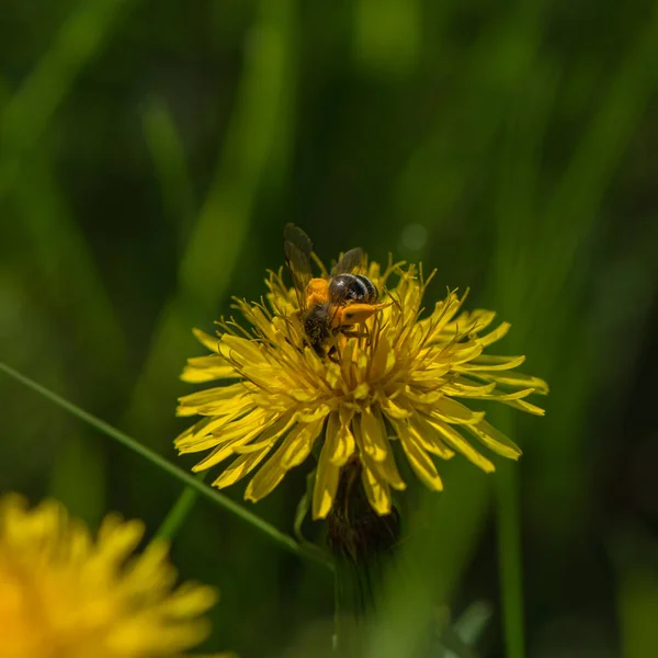 蒲公英花和蜜蜂在模糊的背景阳光明媚的日子 — 图库照片