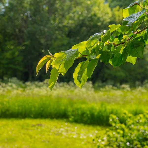 Appelboom Tak Met Groene Bladeren Een Onscherpe Achtergrond — Stockfoto