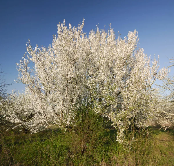 Kvetoucí Švestka Strom Zahradě Slunečného Dne — Stock fotografie