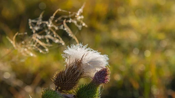 Bodlák Květina Podbarvovala Slunečného Dne — Stock fotografie