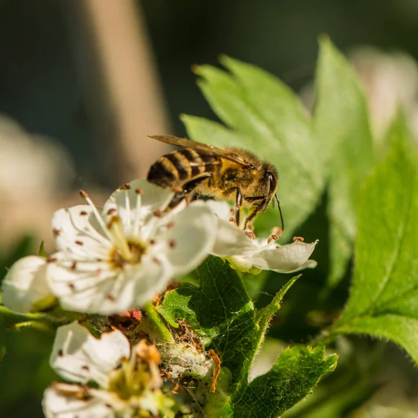 花序开花山楂花和蜜蜂收集花蜜和花粉 — 图库照片
