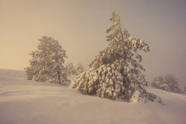 Vinter Landskap Tallar Täckta Snö Bergssluttning — Stockfoto