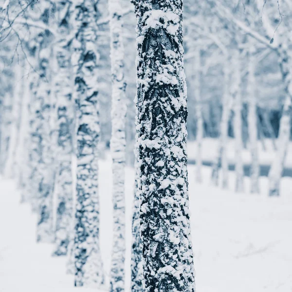 Stammar Täckt Snö Stadspark — Stockfoto