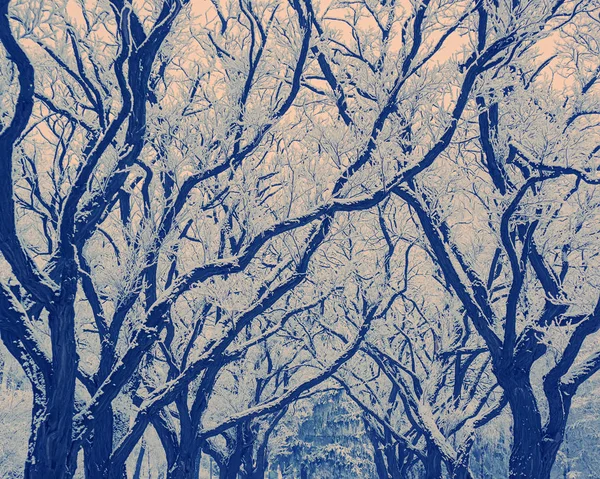 Gren Växter Snön Bakgrund Träd Vinterparken — Stockfoto