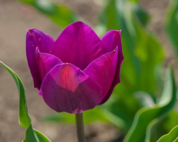 Fleur Fleurie Tulipe Pourpre Sur Fond Flou — Photo