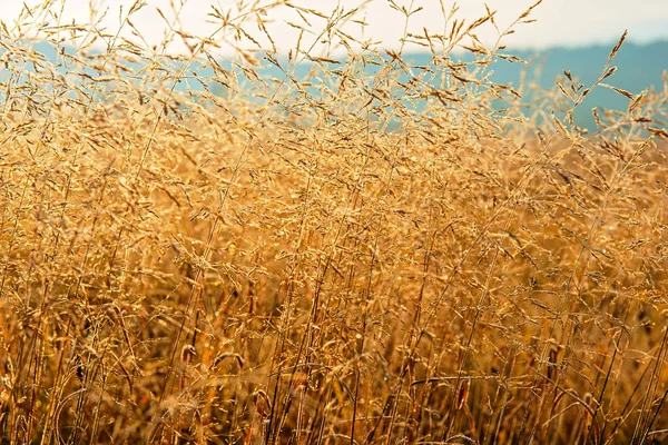 Pflanze Mit Tautropfen Bedeckt Herbstmorgen — Stockfoto