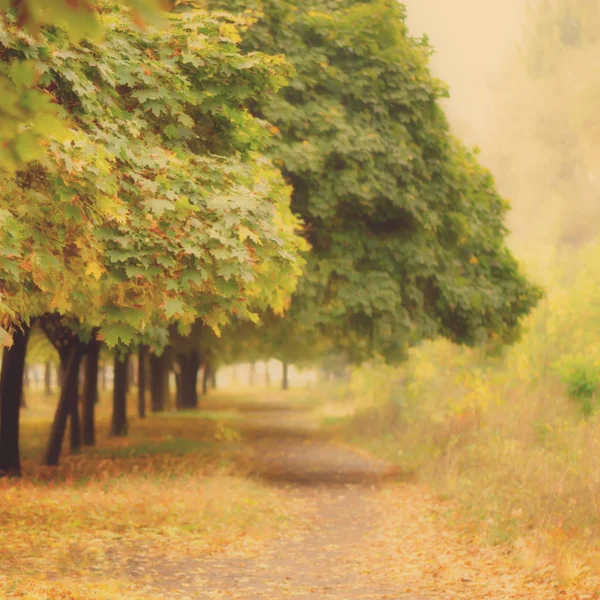Размытые Фоновые Деревья Парке Осенью — стоковое фото