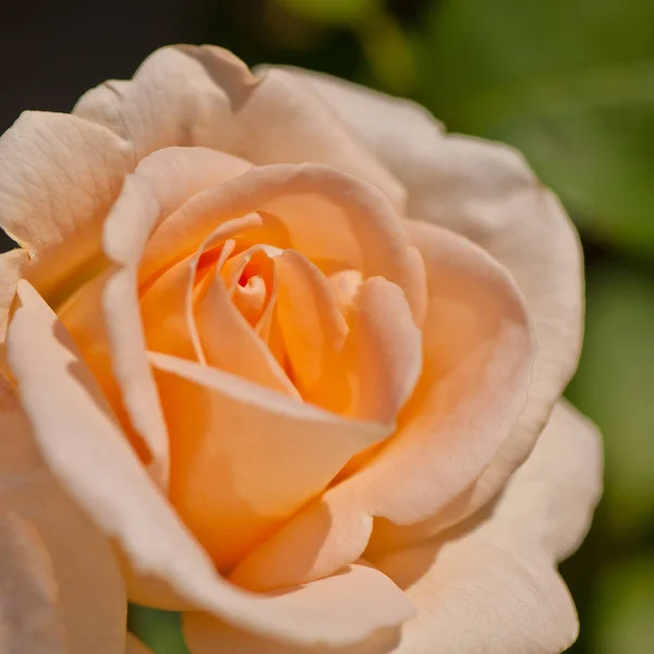 Blooming Cream Rose Flower Garden Sunny Day — Stock Photo, Image