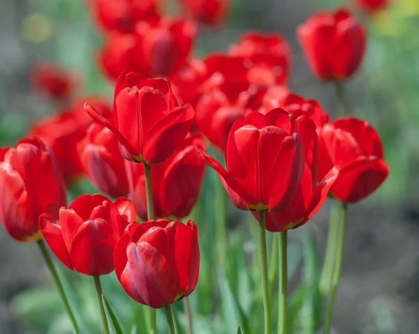 Fleur Tulipe Dans Fond Flou — Photo