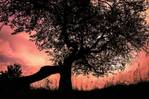 Silhouette Old Tree Grass Sky Background — Stock Photo, Image