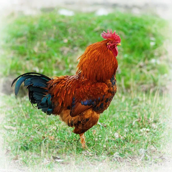 Pik Een Achtergrond Van Gras Het Dorp — Stockfoto