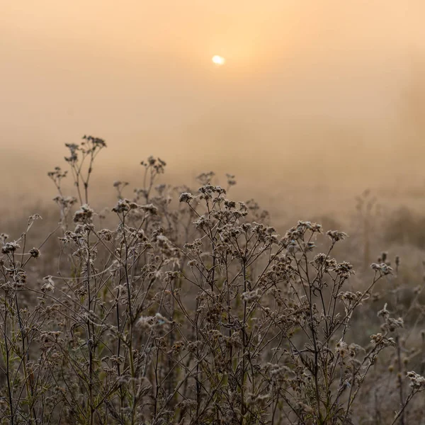 Piante Secche Sono Coperte Gelo All Alba — Foto Stock