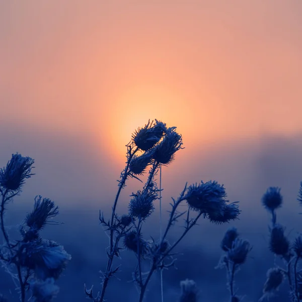 Dry plants in frost at dawn in the village