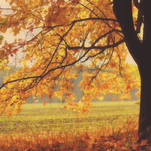 Drzew Kolorowe Jesienne Liście Niewyraźne Tło — Zdjęcie stockowe