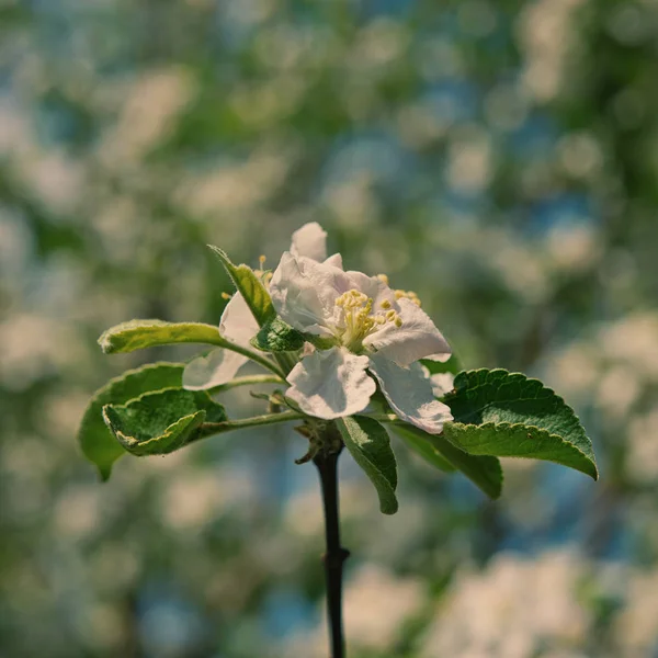 Kvetoucí Květina Apple Stromy Zahradě Noci — Stock fotografie