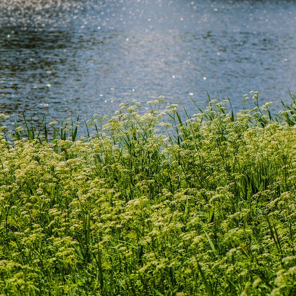 Kwitnące Kwiaty Tle Wody — Zdjęcie stockowe