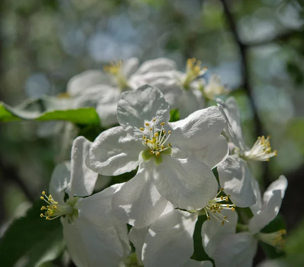 Apple Flowers Spring Day — Stock Photo, Image