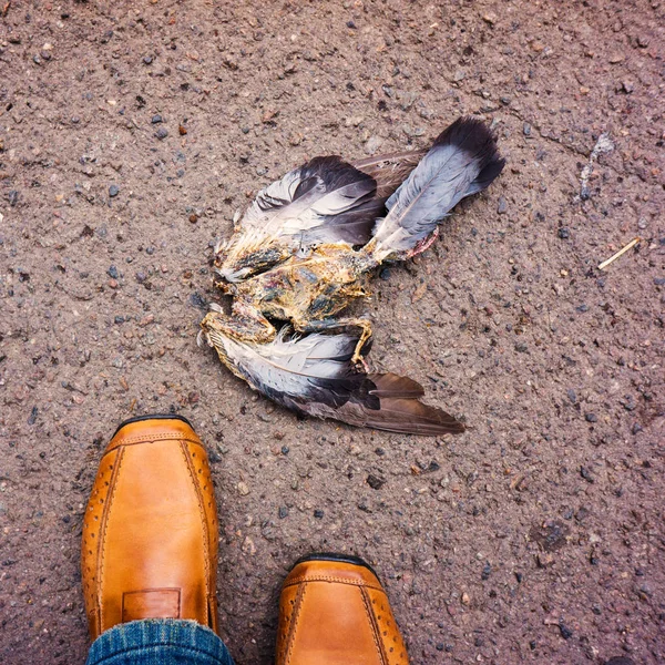 Chaussures Pour Hommes Squelette Colombe Dans Environnement Urbain — Photo